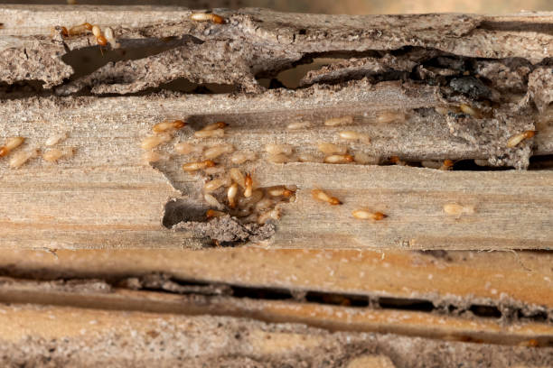 Best Pest Control for Businesses  in Crainvle, IL