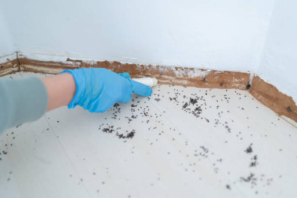 Professional Pest Control in Crainville, IL