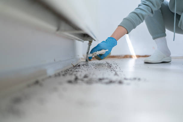 Best Insect Control  in Crainvle, IL