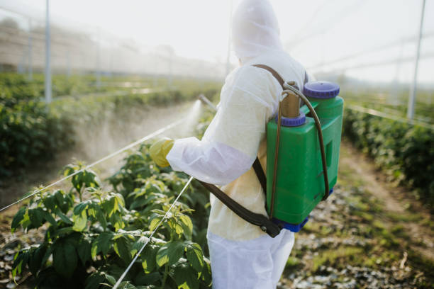 Best Termite Control Services  in Crainvle, IL